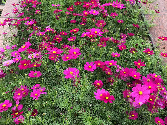 大同租赁花卉-绿植花卉